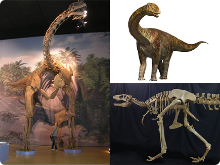 左：トゥリアサウルス 復元骨格（半身） © Fundación Dinópolis／右上：トゥリアサウルス 復元画／右下：ライスロナックス 全身復元骨格 全長約8m